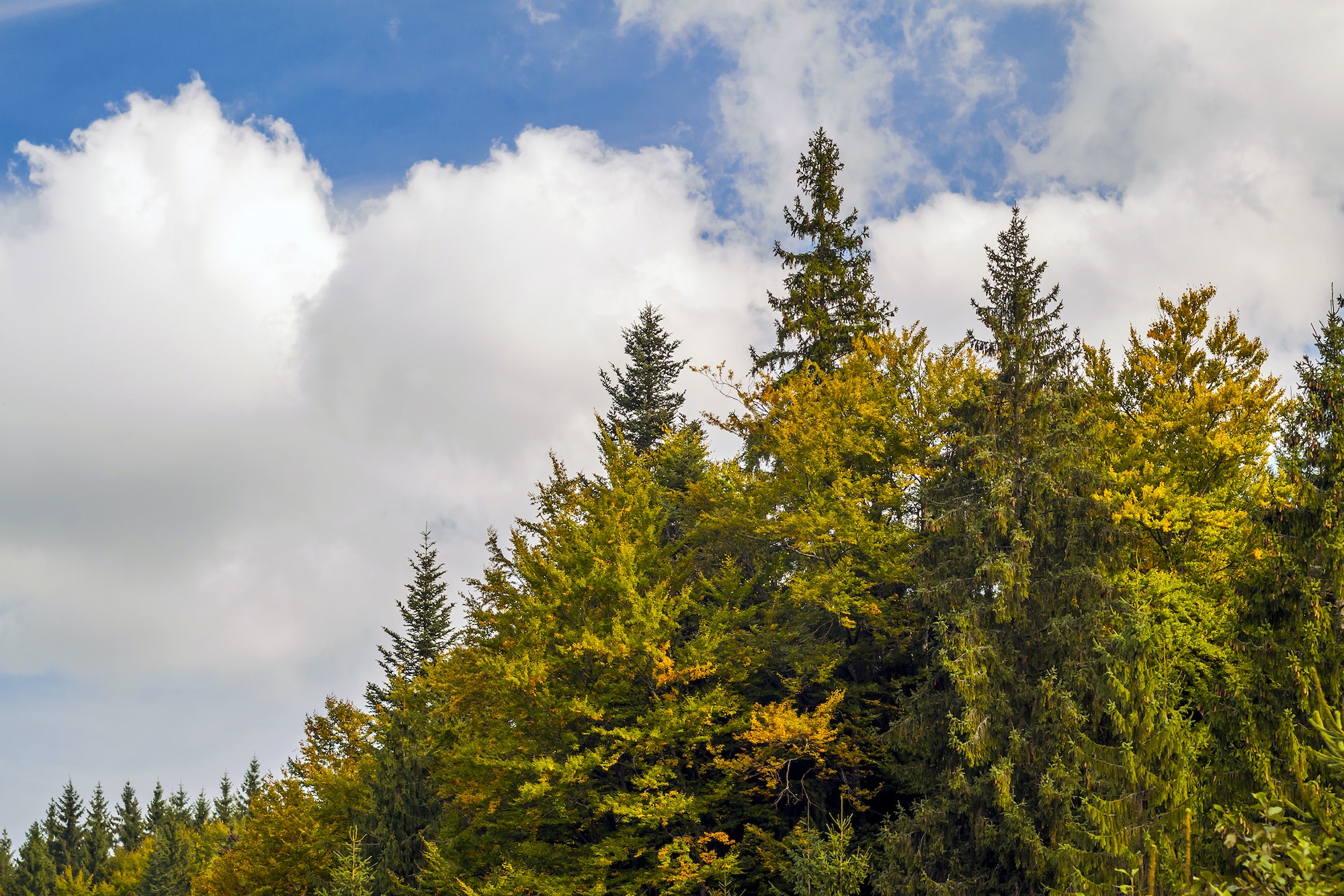 Tops of pine trees in autumn